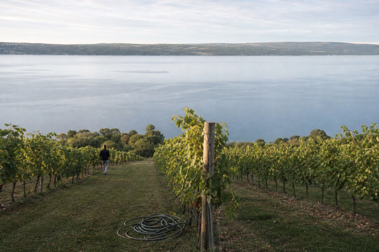 View of Seneca Lake from a vineyard hillside, no text, no logos, no people