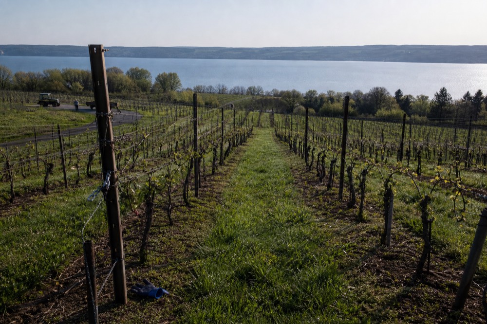 Vineyard rows running down a slope toward Seneca Lake, no text, no logos, no people