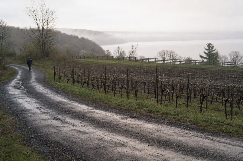 A quiet lake road curving past vineyards in morning light, no text, no logos, no people