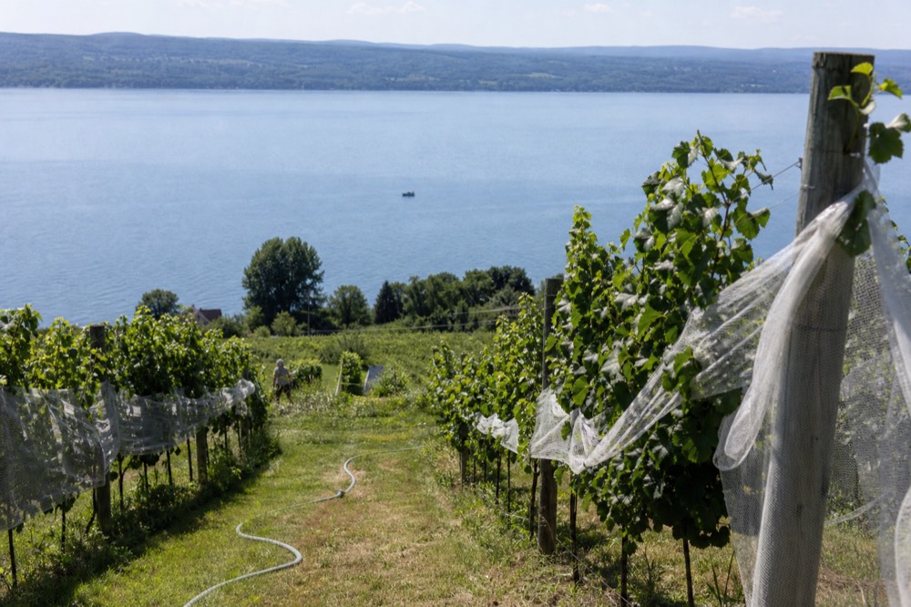 A vineyard slope descending toward a wide blue lake with hills beyond, no text, no logos, no people