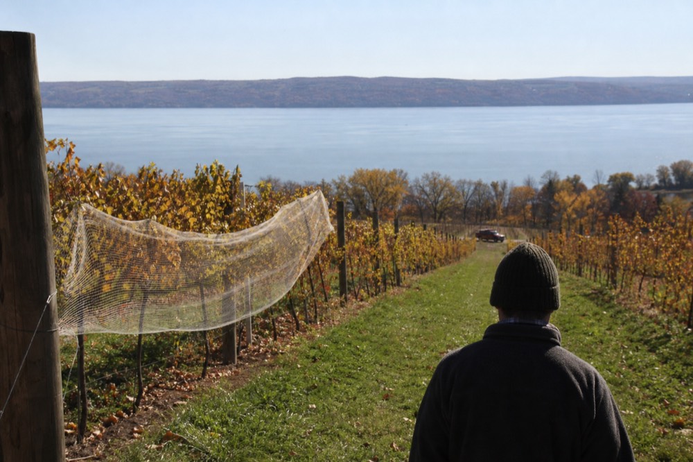 Vineyard rows running down a slope toward the water of Seneca Lake, no text, no logos, no people