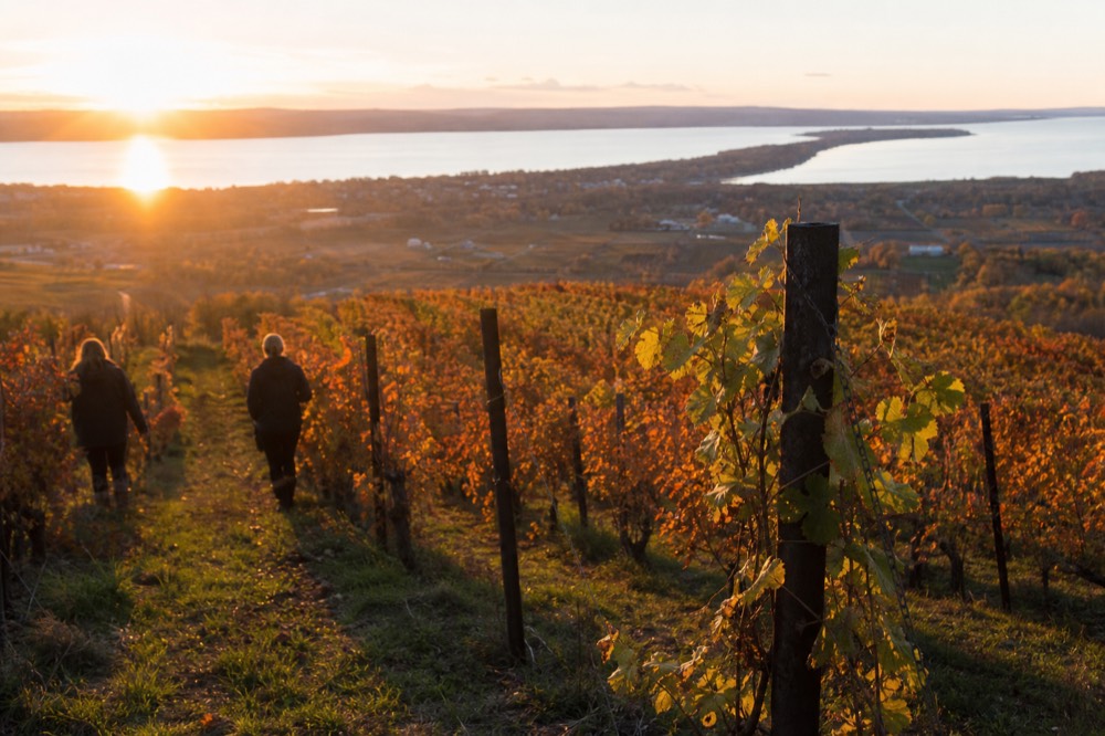 Vineyard slopes running down to a long Finger Lake at golden hour, no text, no logos, no people