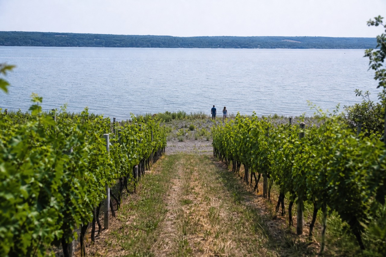 Vineyard rows running down to a calm Finger Lake at midday, no text, no logos, no people