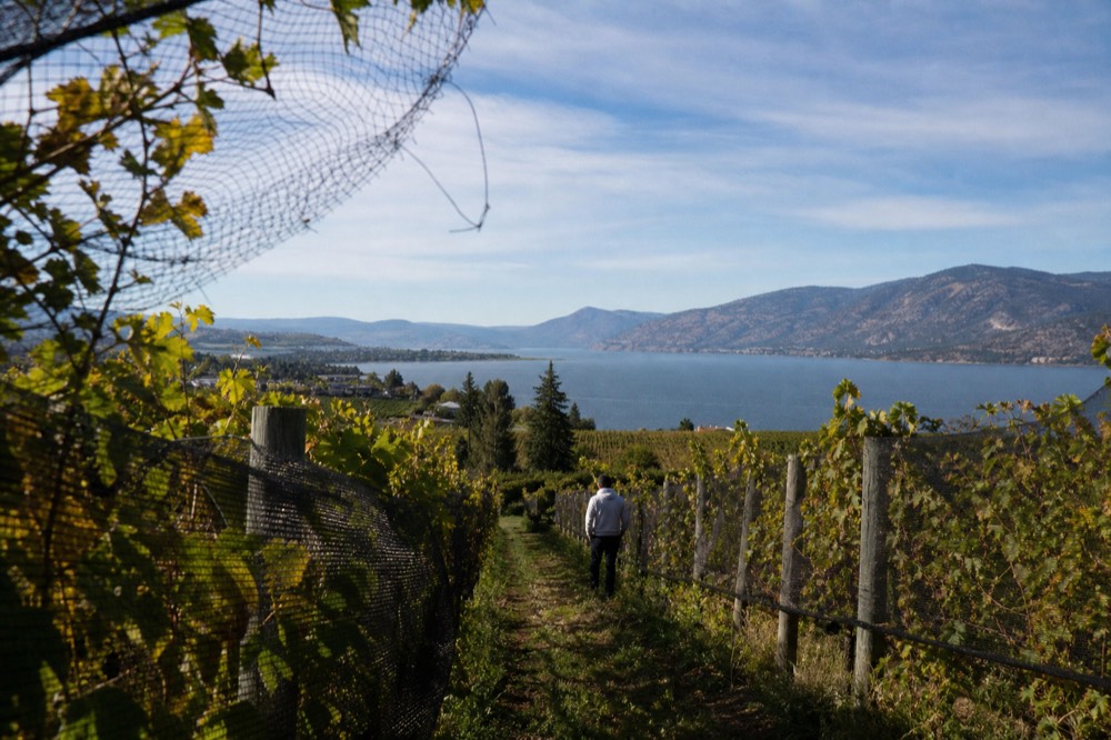 Rows of grapevines stretching toward a blue lake under an autumn sky, no text, no logos, no people