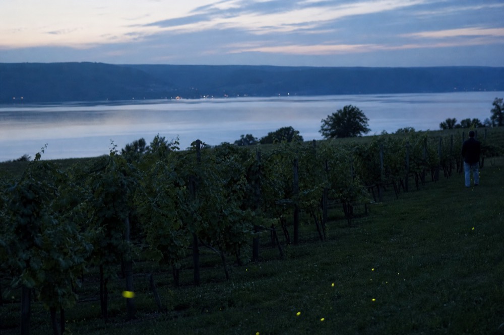 A vineyard view from Keuka Lake with gently rolling hills and neat rows of grapes, no text, no logos, no people