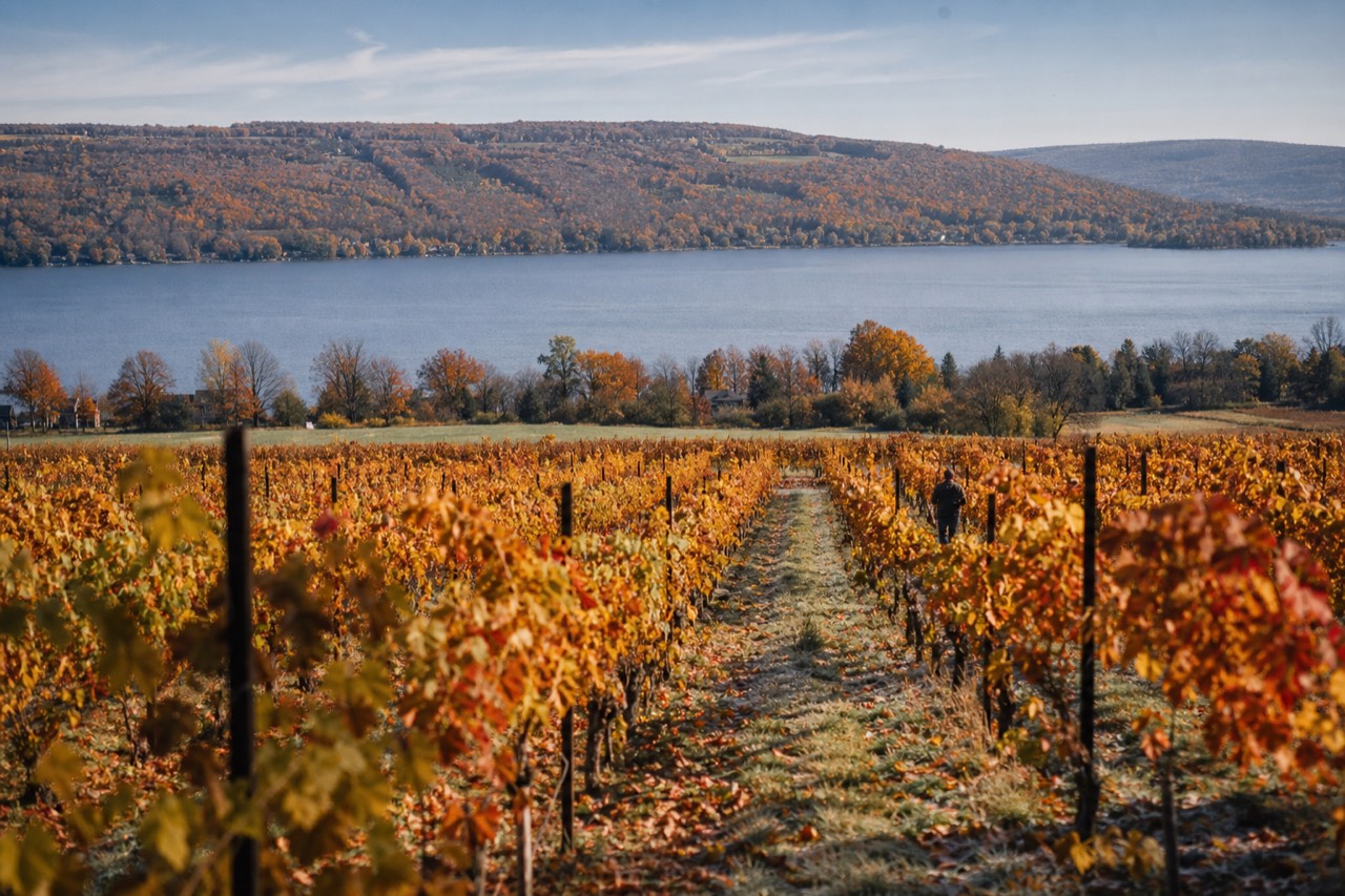 Vineyard rows sloping down to a Finger Lake with autumn colors, no text, no logos, no people