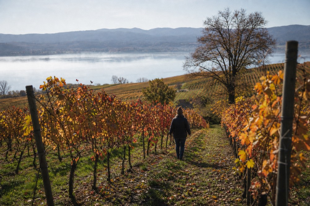 Autumn colors on vineyard slopes above a calm Finger Lake, no text, no logos, no people
