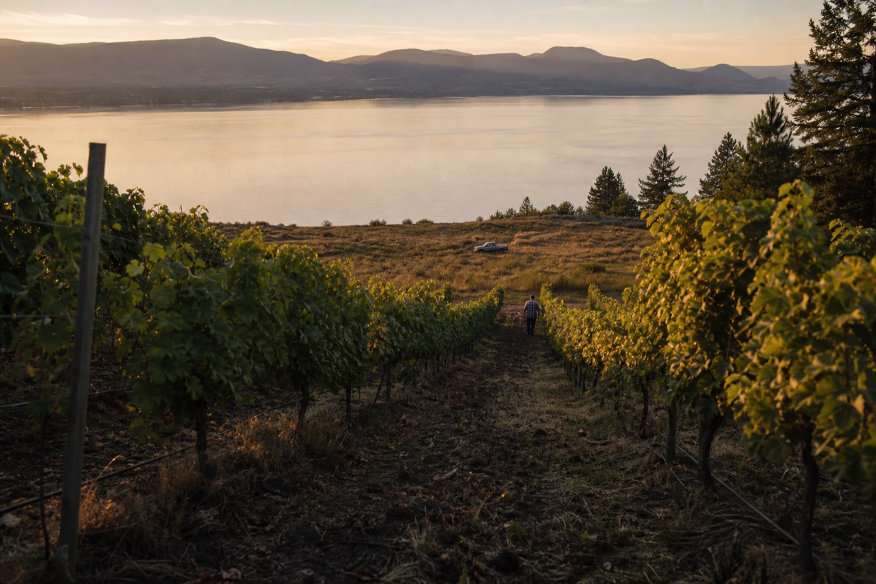 Vineyard rows on a slope above a long Finger Lakes lake at golden hour, no text, no logos, no people
