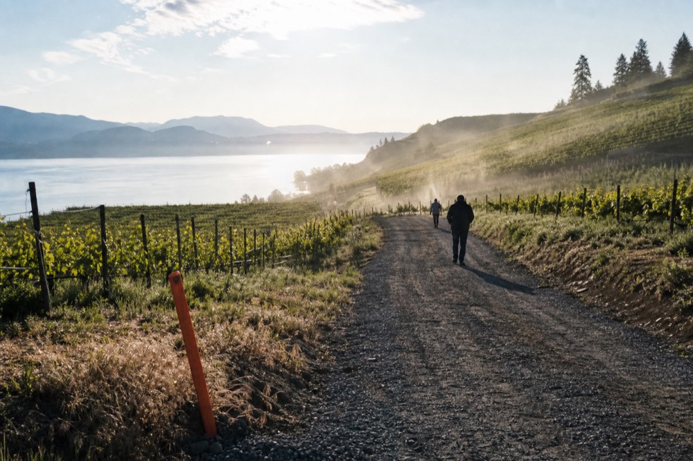 A quiet vineyard road on the south end of Seneca Lake, no text, no logos, no people