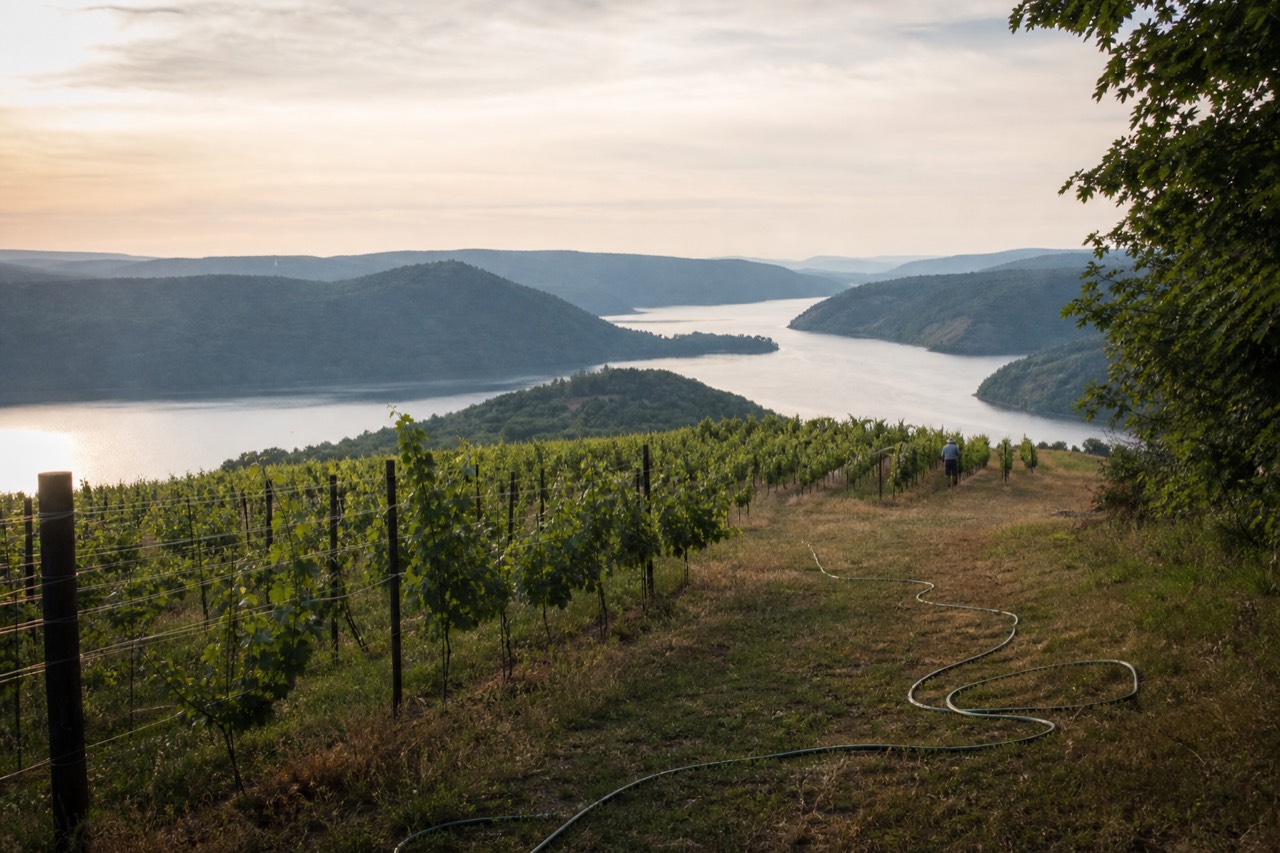 A vineyard view overlooking one of the Finger Lakes, no text, no logos, no people.