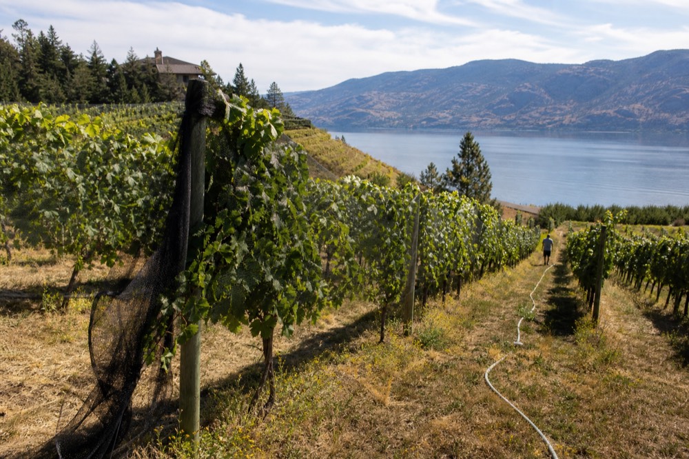 Vineyard rows on a slope above Keuka Lake with a tasting room in the distance, no text, no logos, no people