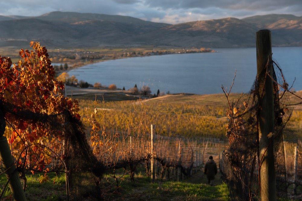 Autumn hillsides above a lake with vineyard rows turning color, no text, no logos, no people