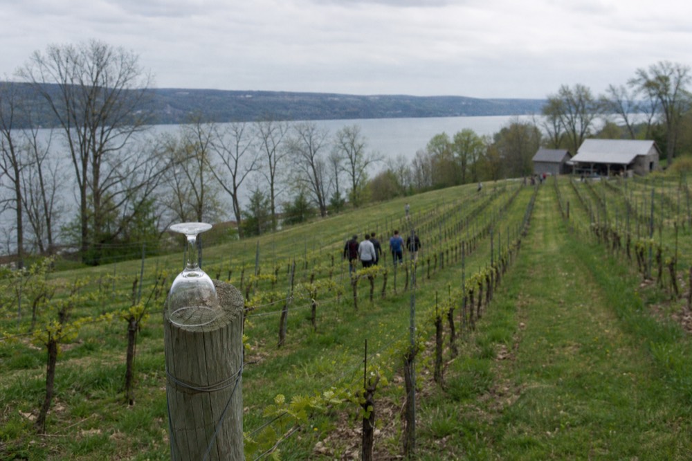 Keuka Lake vineyard view, no text, no logos, no people