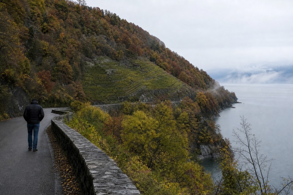Steep forested hillside falling to a narrow lake with vineyard benches visible mid-slope, no text, no logos, no people