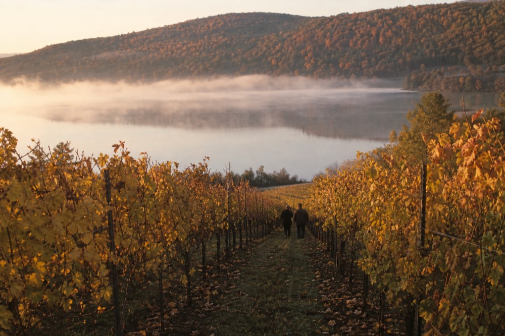Autumn vineyard rows in gold and red above a fog-free lake with hills beyond, no text, no logos, no people