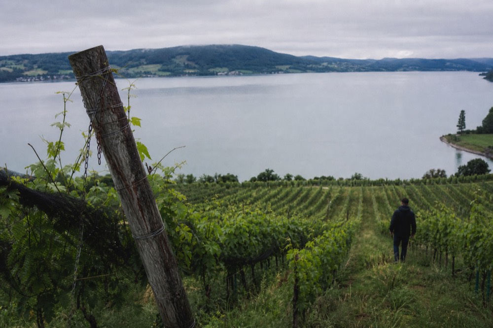 Rows of Riesling vines on a lakeside slope in the Finger Lakes, no text, no logos, no people