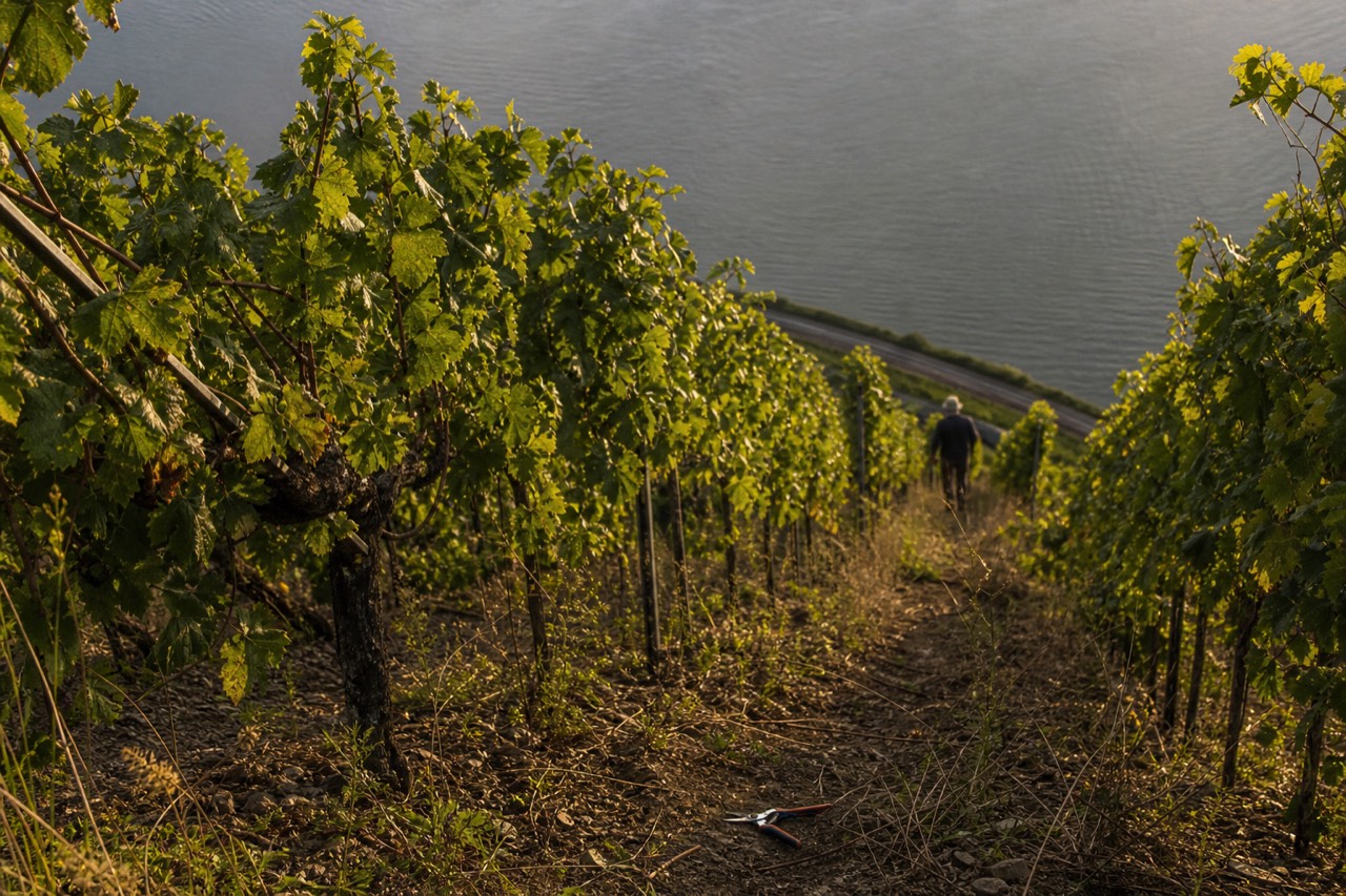 Vineyard rows on a slope above a Finger Lake at golden hour, no text, no logos, no people