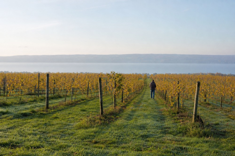 Vineyard rows stretching toward Seneca Lake, no text, no logos, no people
