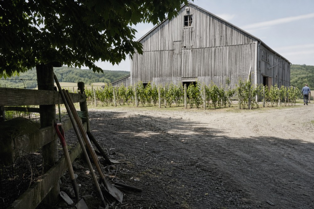 Old wooden barn with vineyard in foreground, no text, no logos, no people