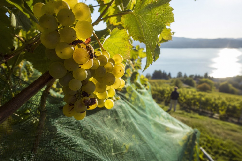Riesling grapes on the vine near Seneca Lake, no text, no logos, no people