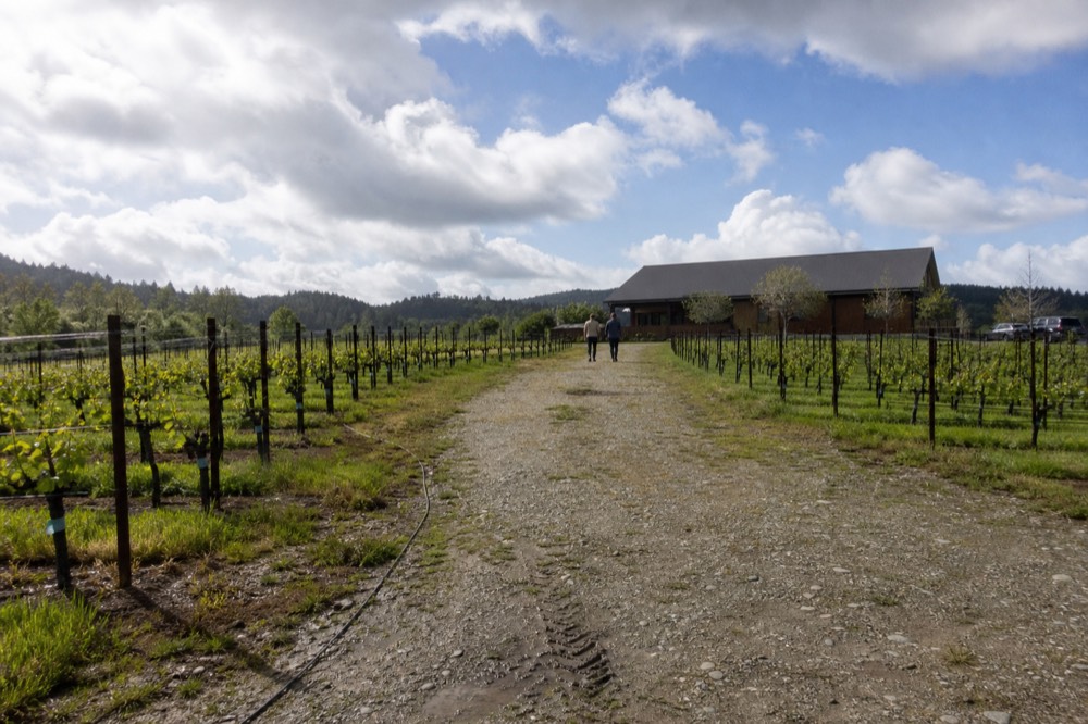 A vineyard path with rows of vines leading toward a tasting room, no text, no logos, no people