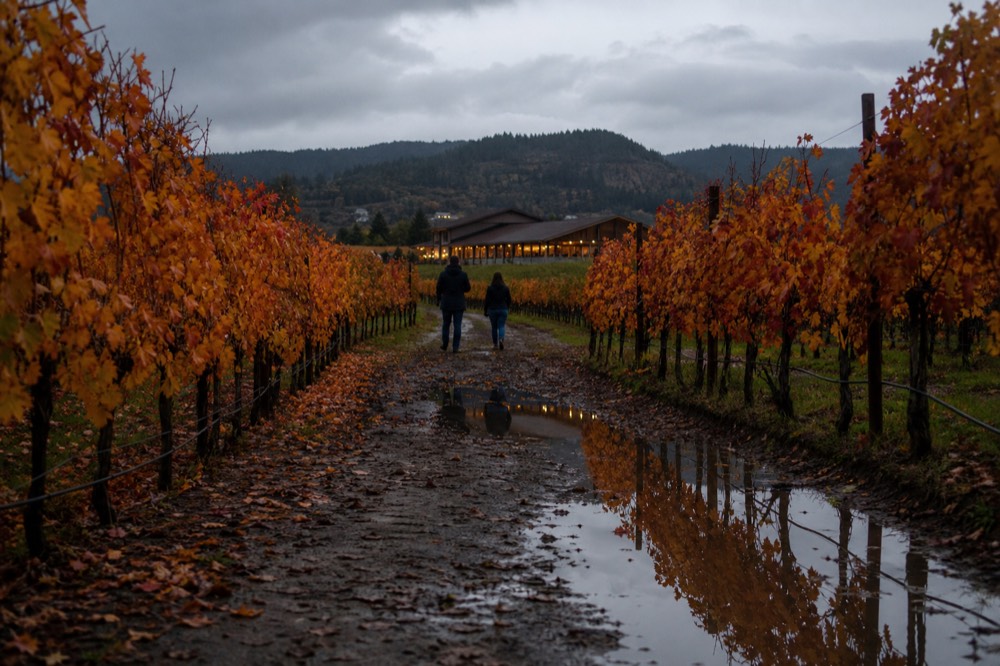 A vineyard in autumn with orange and red leaves, a tasting room in the distance, no text, no logos, no people
