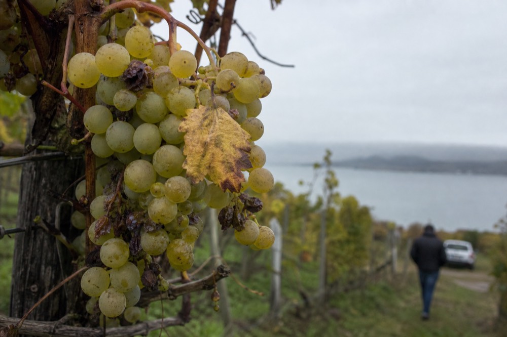 Close-up of Riesling grapes on the vine above a lake, no text, no logos, no people