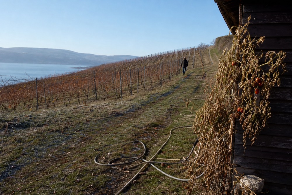 Vineyard slope rising from a lake shore with rows following the hillside, no text, no logos, no people