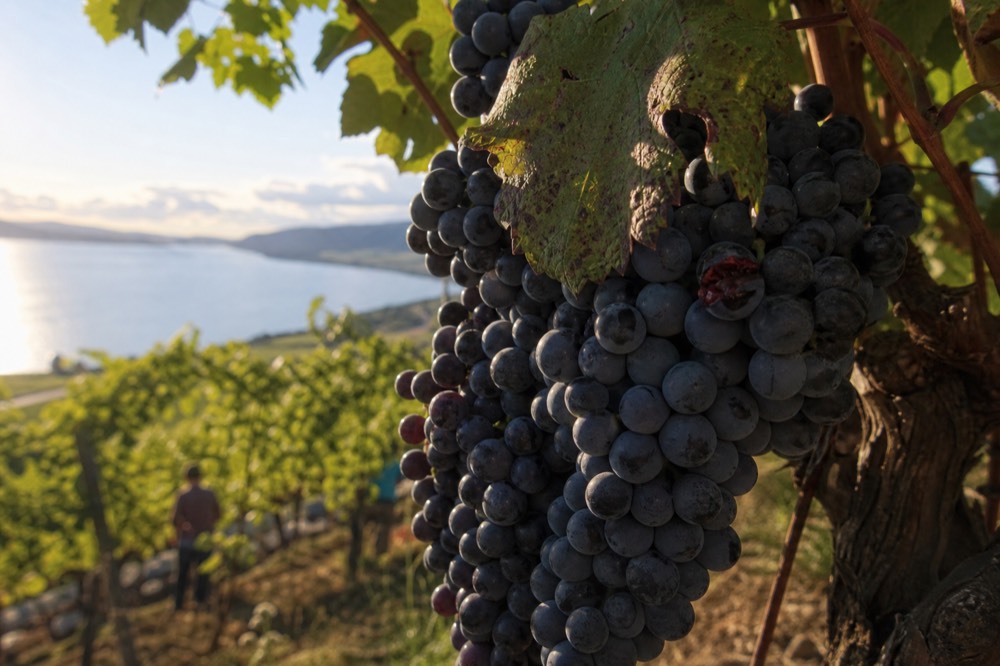 Red wine grapes clustered on a vine in a Finger Lakes vineyard, no text, no logos, no people