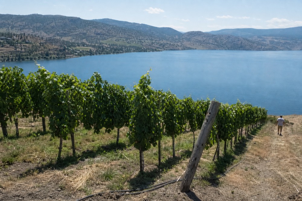 Rows of vines on a slope above a wide blue lake, no text, no logos, no people