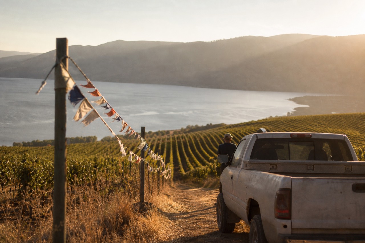 Vineyard rows running down a slope toward a long glacial lake at golden hour, no text, no logos, no people