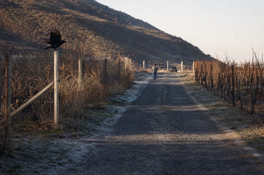 A rural Finger Lakes winery driveway in late afternoon light, no text, no logos, no people
