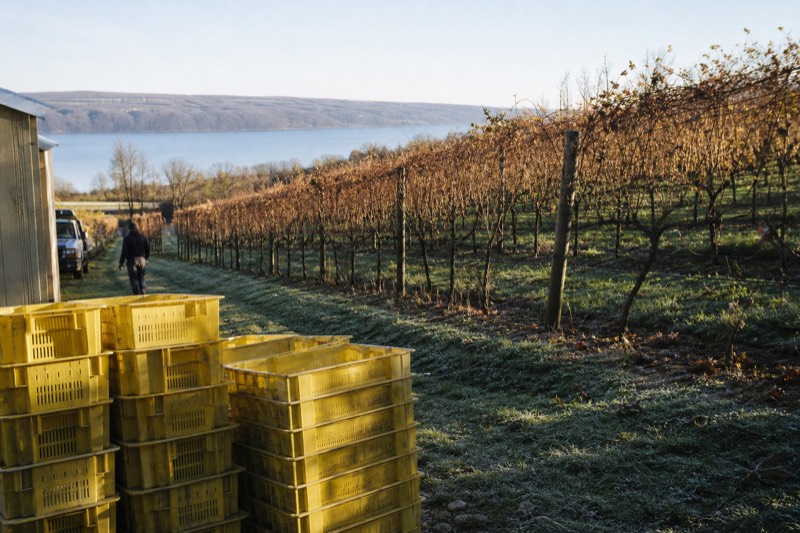 Vineyard hillside above Cayuga Lake near Ithaca in the Finger Lakes wine region, no text, no logos, no people.