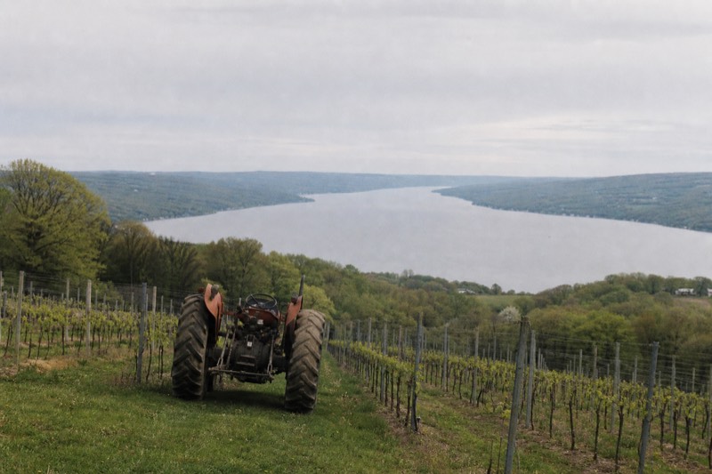 Vineyard rows above Keuka Lake in the Finger Lakes wine region, no text, no logos, no people.