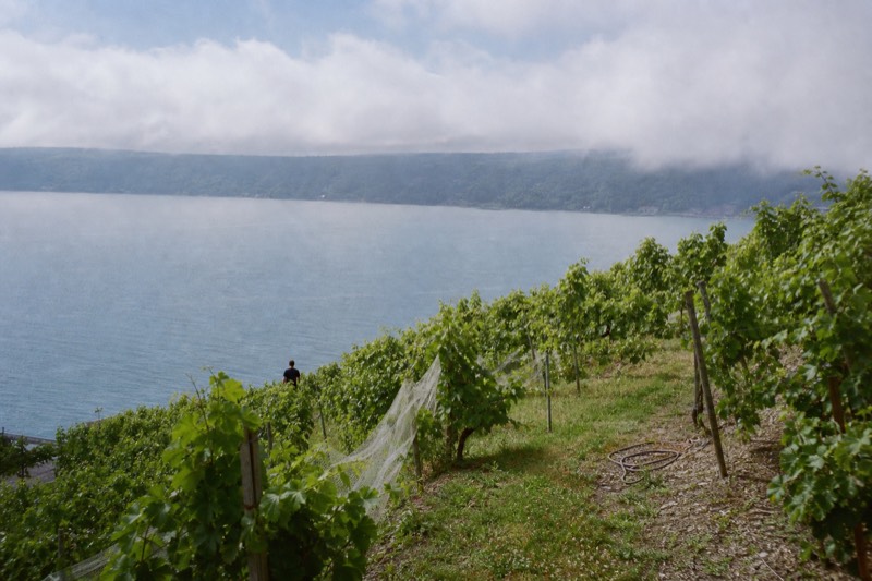 Vineyard slopes above Seneca Lake in the Finger Lakes wine region, no text, no logos, no people.