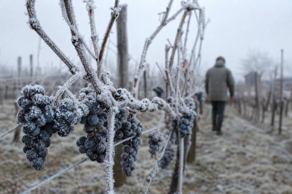 Frost-covered grape clusters still on the vine in winter, no text, no logos, no people