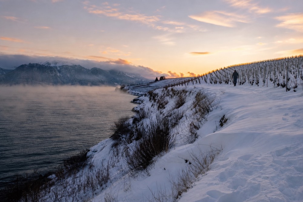 Snow-covered vineyard rows above a dark unfrozen lake in winter, no text, no logos, no people