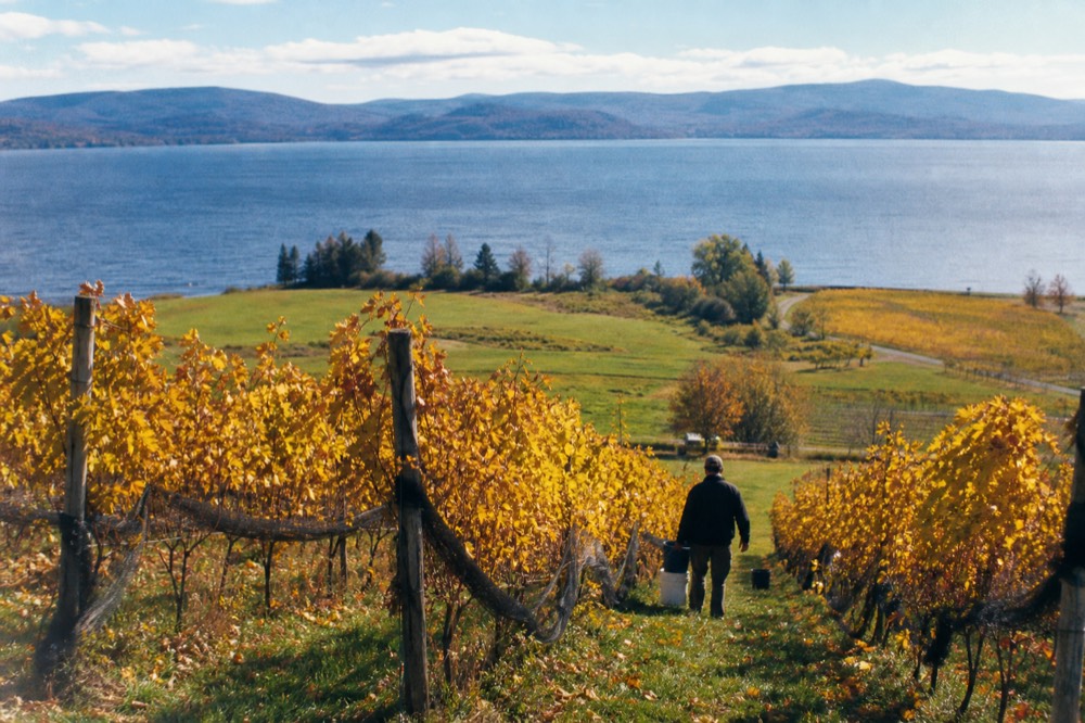 Vineyard rows and a pasture with fall color above a lake, no text, no logos, no people
