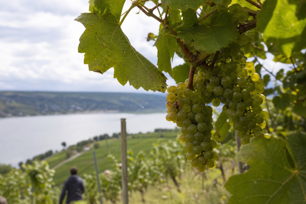 Close-up of Riesling grapes on the vine above a lake shoreline, no text, no logos, no people