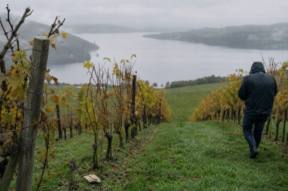 Long glacial lake seen from a vineyard slope in early autumn, no text, no logos, no people