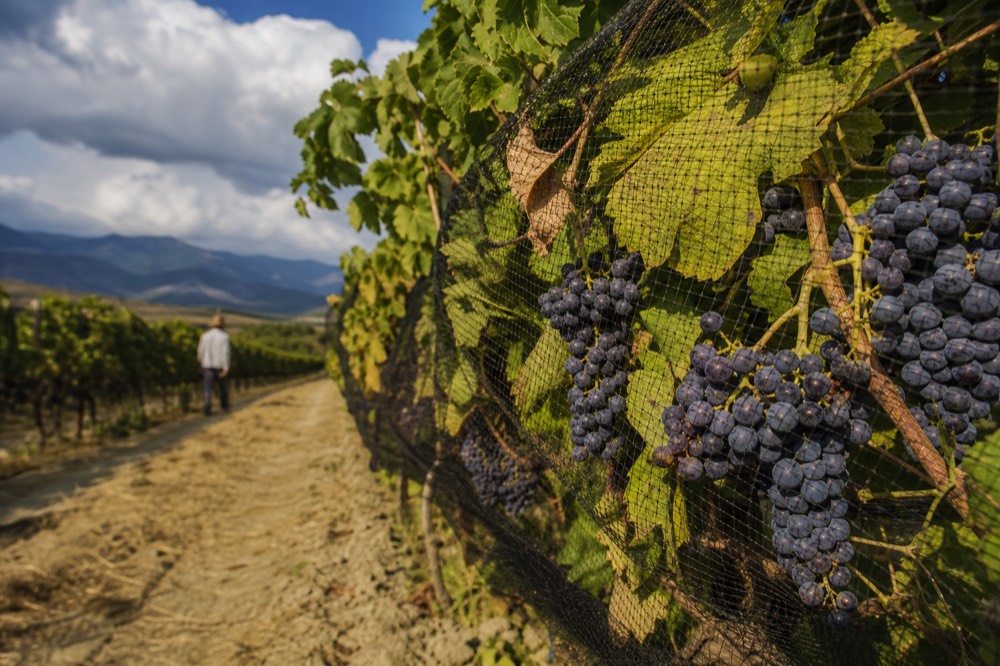 Red wine grapes ripening on the vine in a Finger Lakes vineyard, no text, no logos, no people