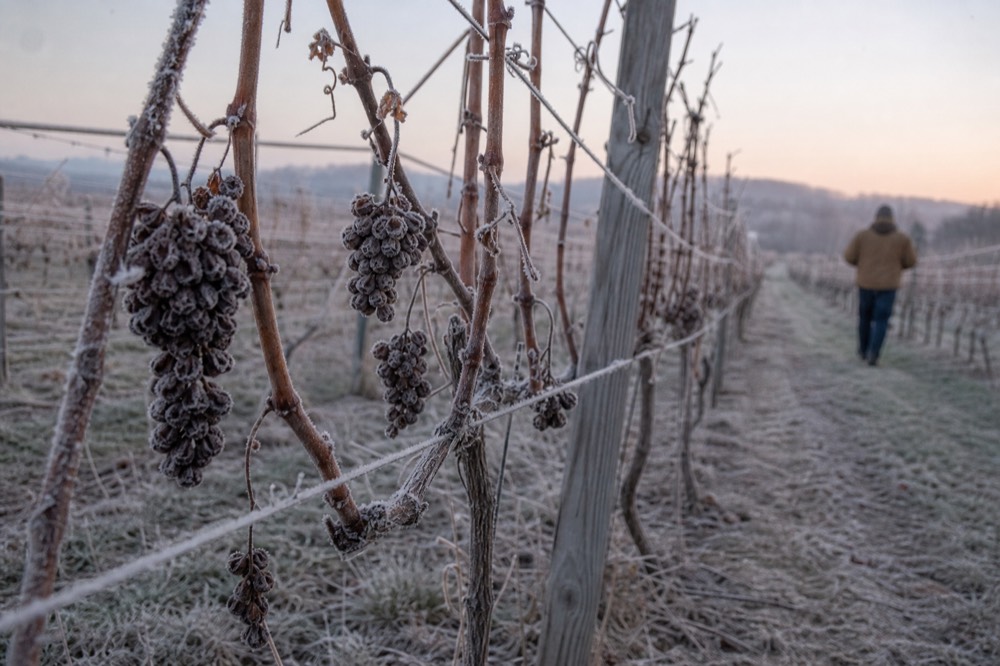 Frost-covered grape clusters still on the vine before a frozen harvest, no text, no logos, no people