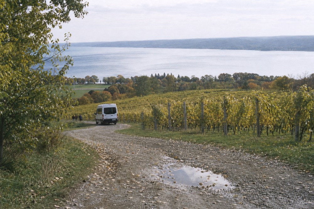 A Cayuga Lake vineyard with a van in the distance, no text, no logos, no people