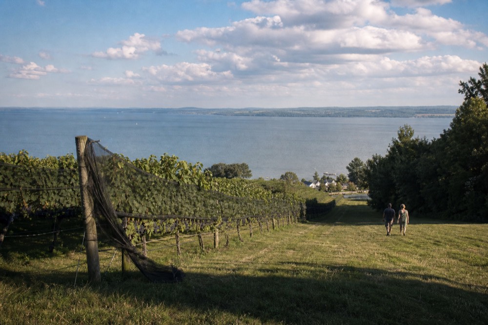 Rows of vineyard vines on a hillside sloping down toward open lake water, no text, no logos, no people