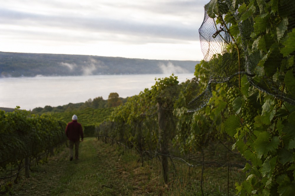 Rows of Riesling vines on a slope above Seneca Lake, no text, no logos, no people