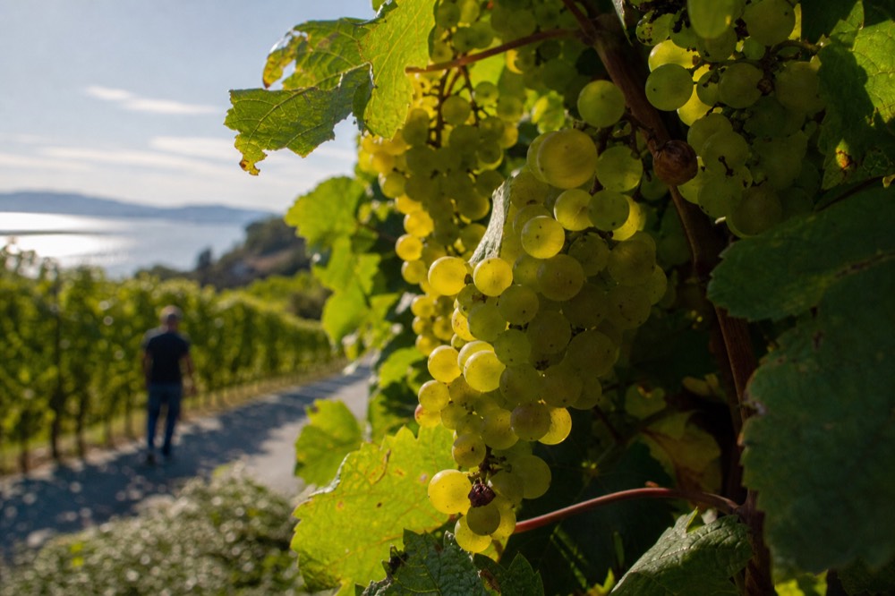 Close-up of Riesling grape clusters on the vine before harvest, no text, no logos, no people
