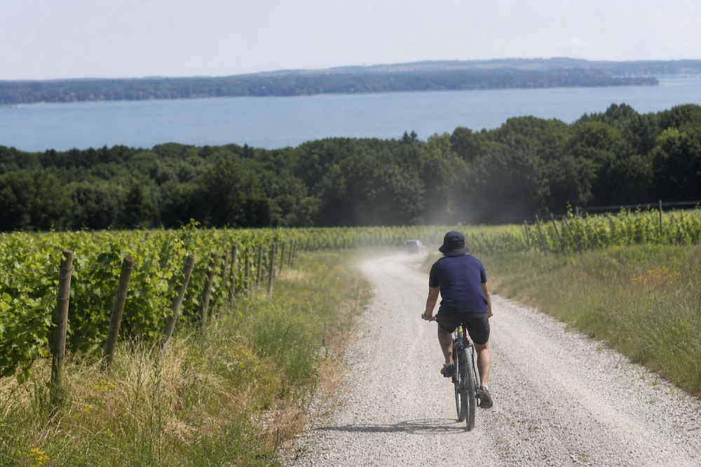 Country road curving between vineyards and woodland toward a lake, no text, no logos, no people