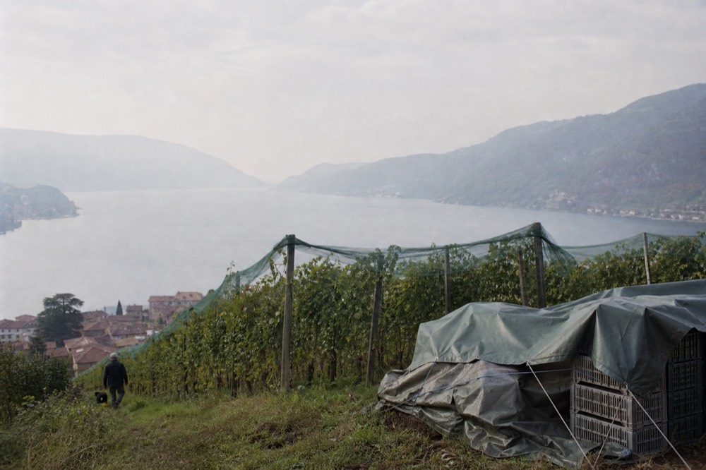A hillside vineyard above a narrow lake with a village at the far shore, no text, no logos, no people