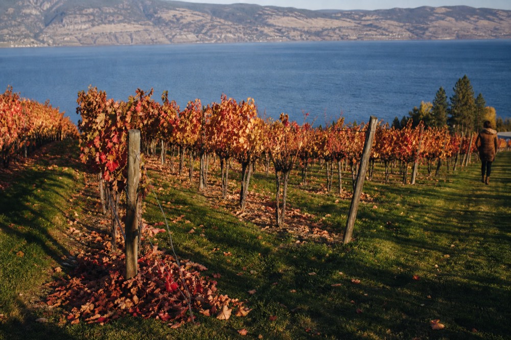 Autumn vineyard rows with red and orange foliage above a blue lake, no text, no logos, no people