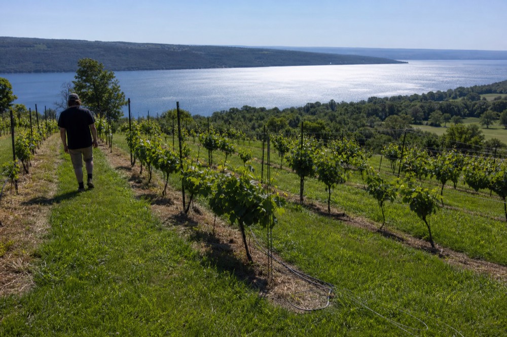 Vineyard rows on a slope above the southern end of Seneca Lake, no text, no logos, no people